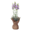 Decorative Plant 119596 (37 cm) BigBuy Home