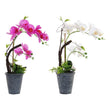 Decorative Flower Dekodonia Baked clay (2 pcs) Dekodonia