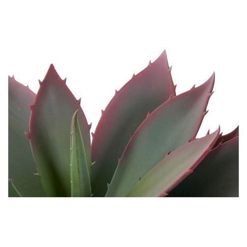 Decorative Plant Dekodonia polypropylene EVA (45 x 45 x 55 cm) Dekodonia